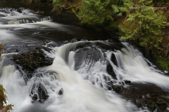 Ketchikan Rain Forest River 2 Gd - 1