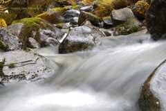 Mendenhall Mossy Stream 2 GD - 1