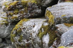 Mossy Stones GD - 1