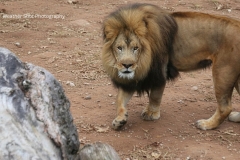 Lion GD - 1