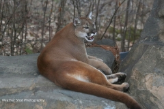 Cougar