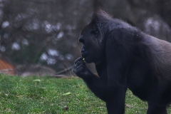Gorilla 4 - 1