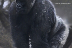 Gorilla 5 GD - 1