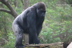 Gorilla 5 GD - 1