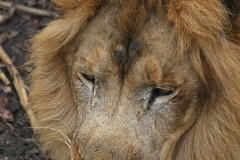 Lion 2 GD - 1