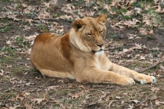 Lion 4 GD - 1