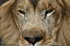 Lion face GD - 1
