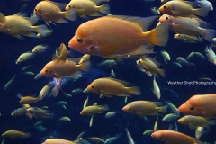 Pool of Fish GD - 1