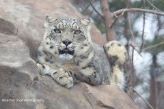 Snow Leopard