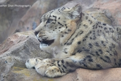 Snow Leopard
