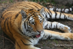 Tiger GD - 1