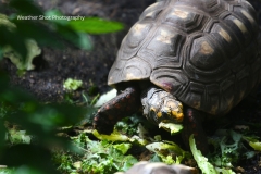 Turtle GD - 1