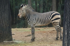 Zebra GD - 1