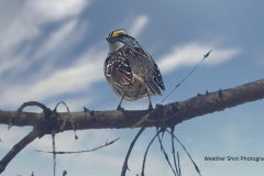 White throated Sparrow GD - 1