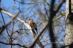 Bird 7 GD - 1