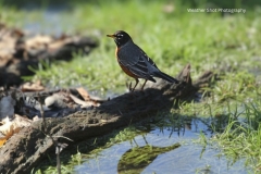 Bird 6 GD - 1