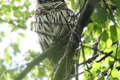 Bard Owl - 1