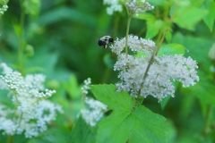 Bee Dazzled - 1