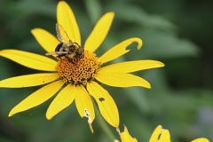 Bee Free - 1
