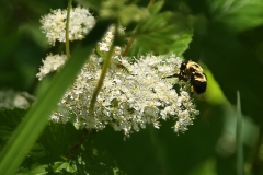 Bee Wildered - 1