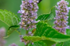 Bee 4