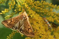 Butter fly Party - 1