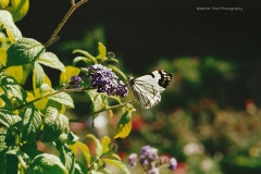Butter fly feast 3 GD - 1