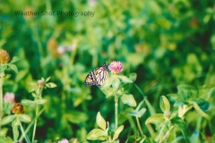 Butterfly feast GD - 1