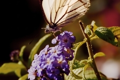 Butterfly on Purple Flower GD - 1