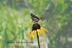 Butterfly on sunflower GD - 1