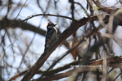 Downy Woodpecker
