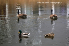 Duck Duck Goose Goose GD - 1