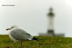Duluth Gull strut GD - 1