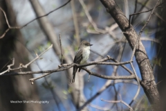 Eastern Phoebe