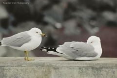 Gull taking time off GD - 1