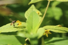 I Bee Hungry - 1