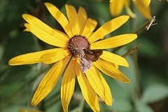 It Must be Butterfly - 1