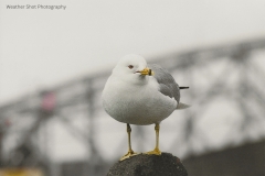 Lone seagull GD  - 2
