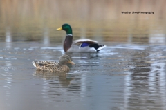 Mallard couple GD - 1