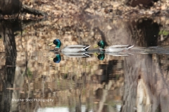 Mallards 2 GD - 1