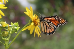 Monarch Magic 2 - 1