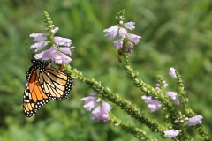 Monarch Magic - 1
