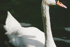 Muted Swan GD - 1