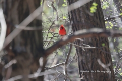 Red Bird GD - 1