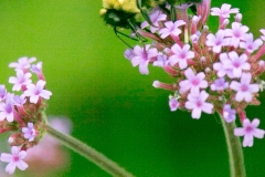 Bee Pirch
