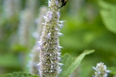 Lyndale Rose Garden Bee 1