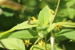 Wasp up - 1