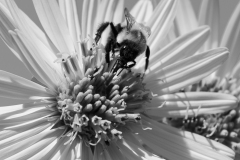 Bee Being A Bee