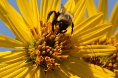 Bee Being A Bee