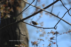 Yellow Warbler
